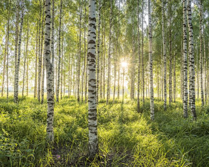 Korkeat polttoainekustannukset iskevät myös puunhankintaan