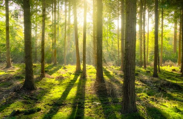 Metsähake piti pintansa lämmöntuotannossa ennätyslämpimänä vuonna