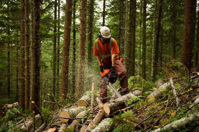 Metsäteollisuus elpyy – teollisuuspuun hakkuut kasvavat