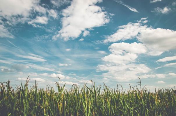 clouds-cornfield-farm-158827